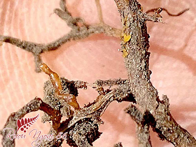 Phylloxera 2