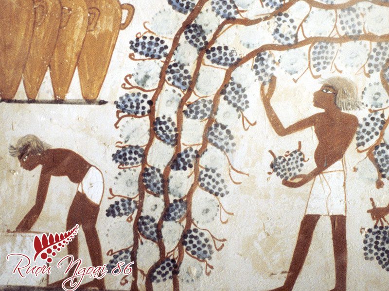 Rượu vang là gì? Lịch sử hình thành?