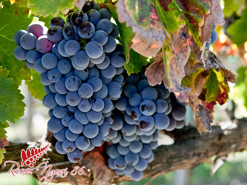 Giong Nho Ruou Vang Do Grenache