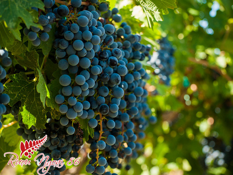 Giong Nho Ruou Vang Do Malbec