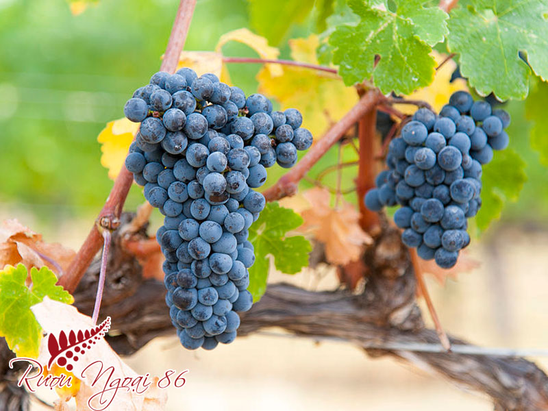 Giong Nho Ruou Vang Do Merlot