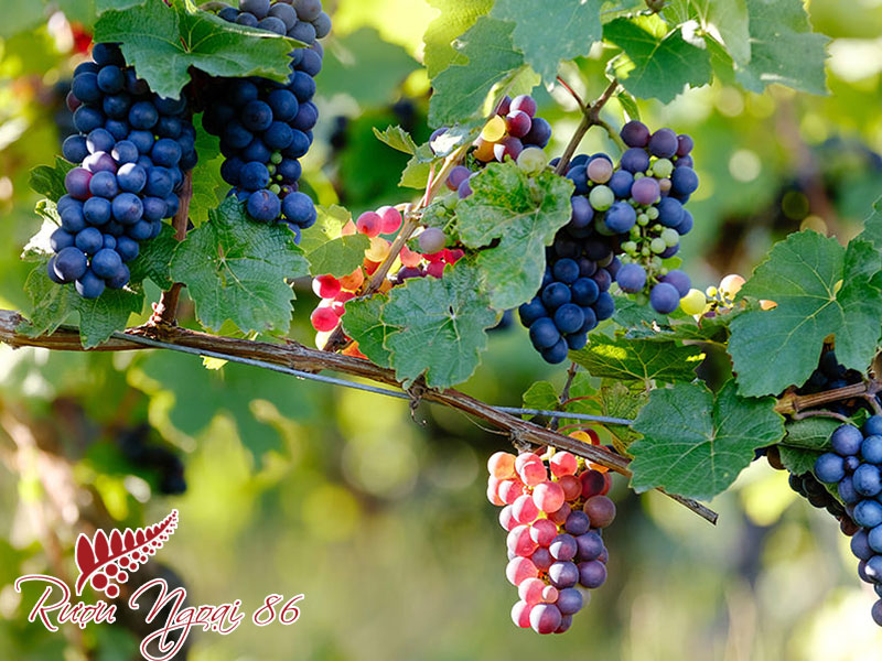Giong Nho Ruou Vang Do Pinot Noir