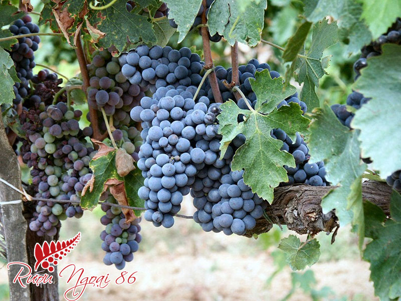 Giong Nho Ruou Vang Do Sangiovese
