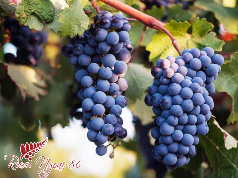 Giong Nho Ruou Vang Do Syrah Shiraz