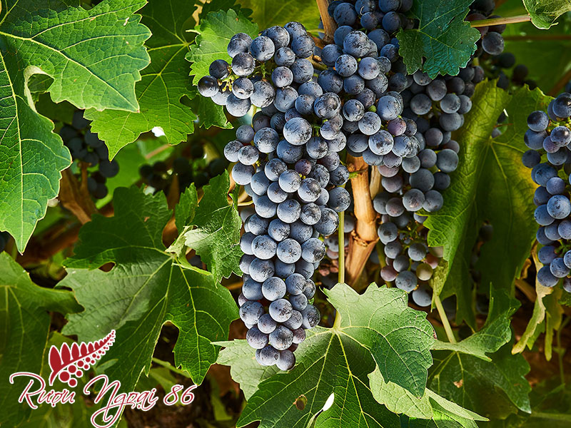 Giong Nho Ruou Vang Do Cabernet Sauvignon