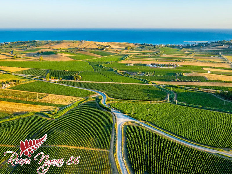 Vung Ruou Vang Sicily 1